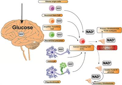 NAMPT as a Dedifferentiation-Inducer Gene: NAD+ as Core Axis for <mark class="highlighted">Glioma Cancer</mark> Stem-Like Cells Maintenance